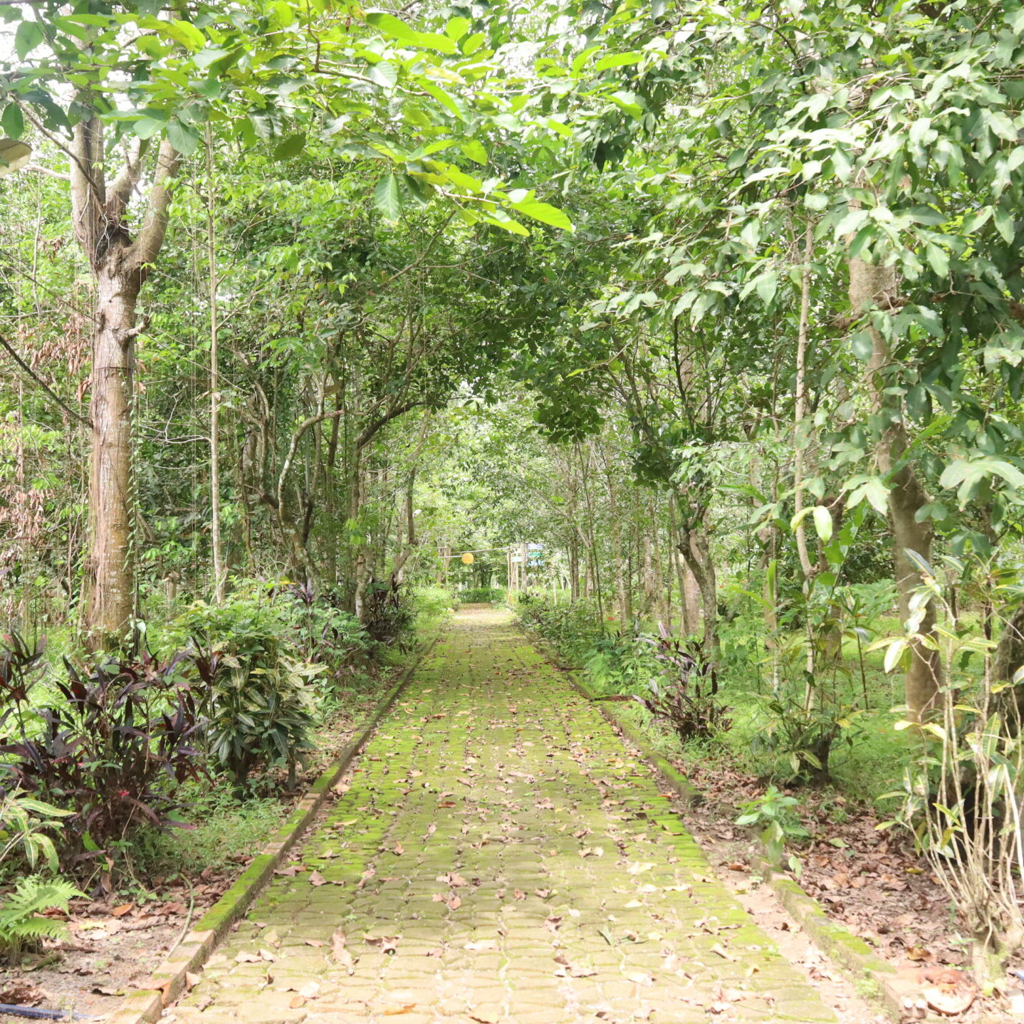 Kaho – Nơi Khởi Nguồn Năng Lượng Tích Cực