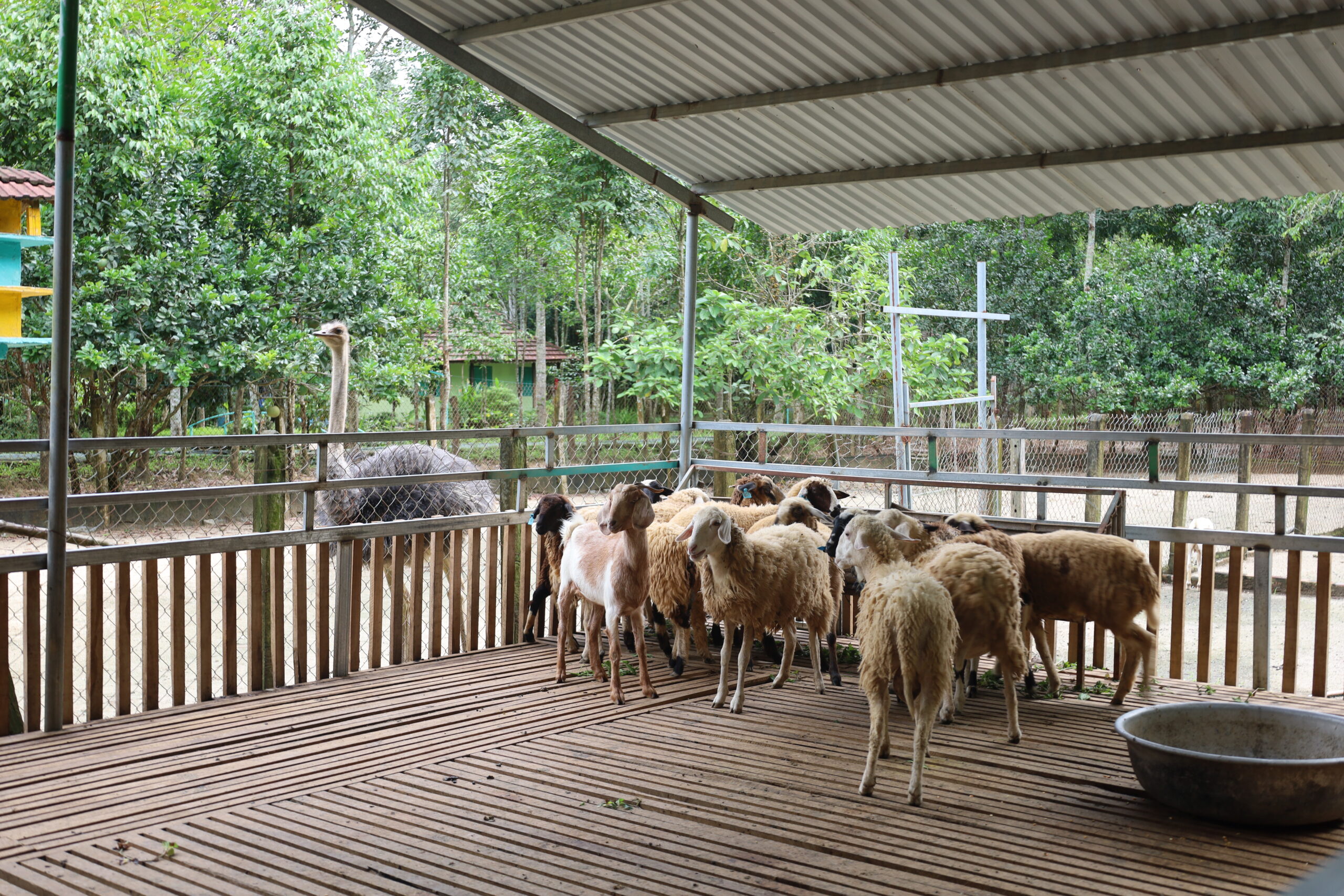 Kaho: Điểm Chạm An Nhiên Giữa Cuộc Sống Hối Hả