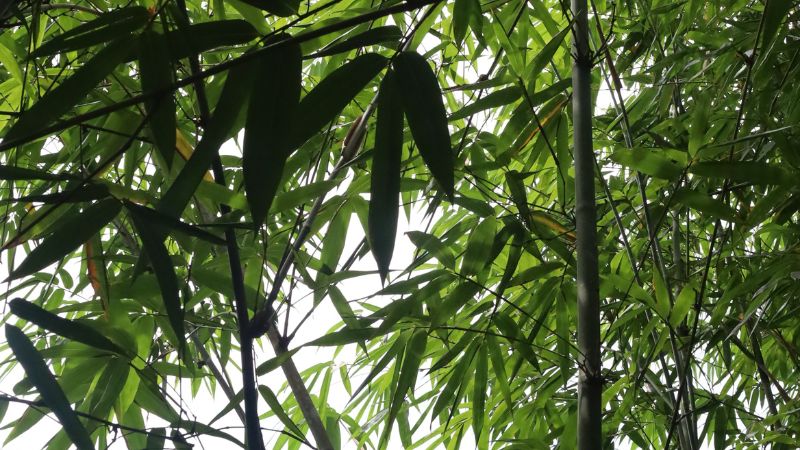 Ánh nắng chiếu qua những tán tre