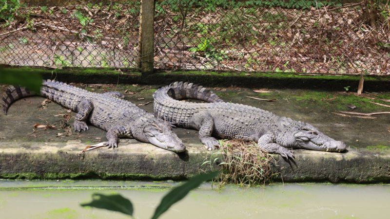 Những chú cá xấu đang tắm nắng