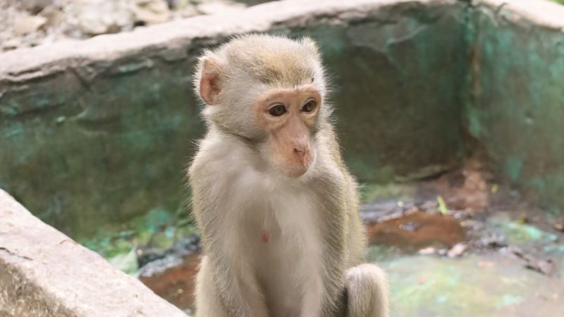 Chú khỉ tinh nghịch