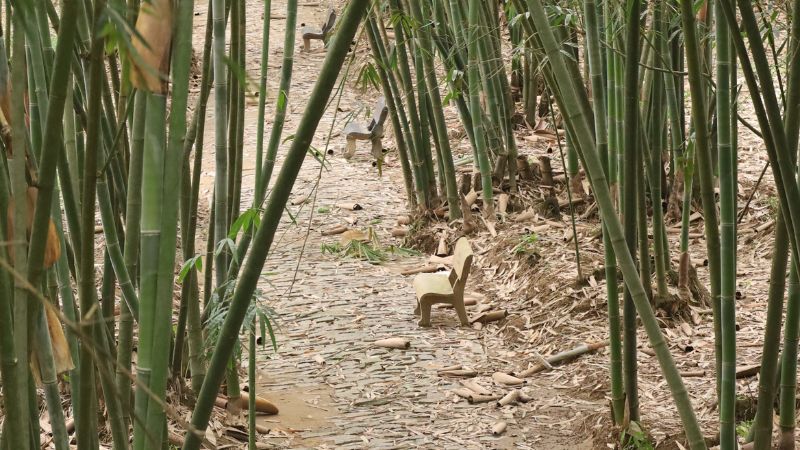 Rừng tre góc nhìn từ trên cao