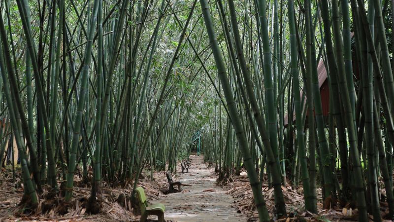 Rừng tre Kaho nơi lý tưởng để thư giãn và tận hưởng du lịch xanh 2025