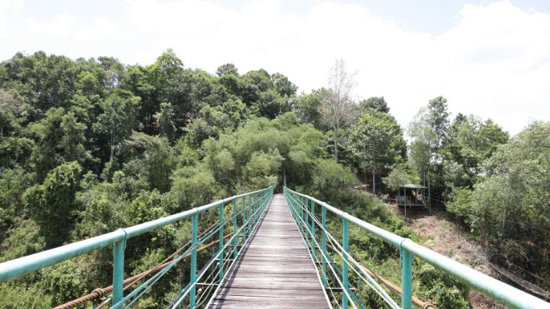 Toàn cảnh chiếc cầu gỗ