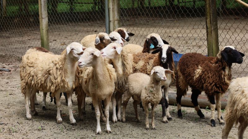 6 lý do vườn thú tại Kaho trở thành điểm đến được yêu thích cho mọi gia đình